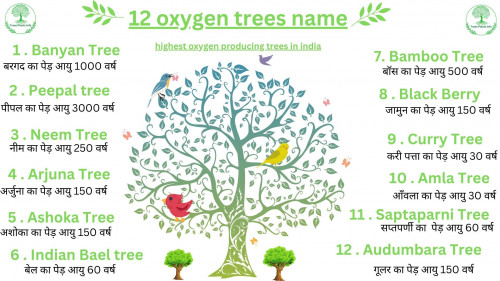 12-oxygen-trees-name.jpg