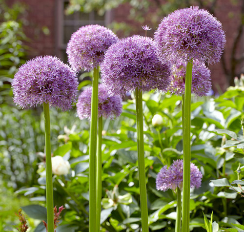 Allium.jpg