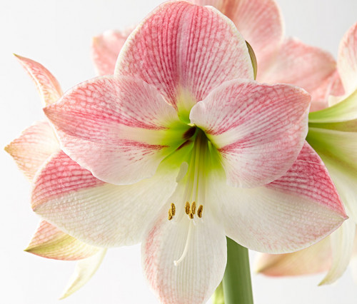 Have your Amaryllis to bloom in summers too by following the steps as suggested in your Garden Gate magazine, and with proper light and water, you can see them blossoming. https://www.gardengatemagazine.com/articles/how-to/water-feed/help-your-amaryllis-bloom-two-times-a-year