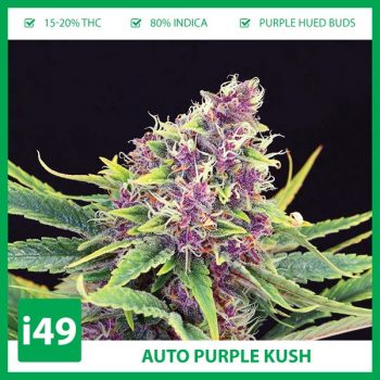 Auto-Purple-Kush-Strain-350x350.jpg