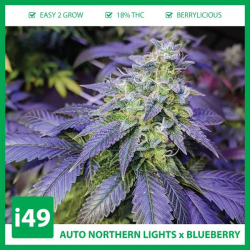 Weed Seeds Canada is your buy marijuana seeds online solution! Get autoflower cannabis seeds, feminized seeds and cbd seeds. I49 Seed Bank 1-888-544-4949

https://weed-seeds.ca/product/auto-northern-lights-x-blueberry/