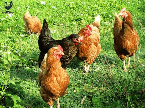 Gà thả vườn là gà được nuôi theo phương pháp thả rông. Gà được thả tự do trong không gian rộng, và chỉ nuôi nhốt vào buổi tối hoặc những ngày có thời tiết xấu. Thịt gà thả vườn được đánh giá cao bởi chất lượng thịt tốt, thịt dai, ngọt, có nhiều dinh dưỡng. Cũng chính vì vậy mức giá gà thả vườn thường cao hơn so với so với gà công nghiệp.
Ngày nay, tại Việt Nam gà thả vườn được nuôi rộng rãi đặc biệt với mô hình nuôi gà thả vườn nhỏ. Đây là mô hình được nhiều người nuôi lựa chọn bởi nhiều lợi ích mà mô hình này mang lại. Lợi ích khi chọn mô hình nuôi gà thả vườn quy mô nhỏ:..... Chi tiết bài viết bạn vui lòng đọc thêm tại đây https://trangtraiga.net/nuoi-ga-tha-vuon-don-gian-nang-suat-cao/