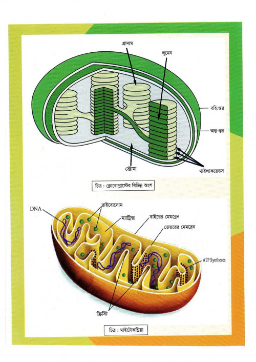 Bio-1stHasan-Sir-20_38.jpg