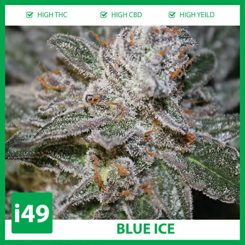 Weed Seeds Canada is your buy marijuana seeds online solution! Get autoflower cannabis seeds, feminized seeds and cbd seeds. I49 Seed Bank 1-888-544-4949

https://weed-seeds.ca/product/auto-blue-ice-fem/