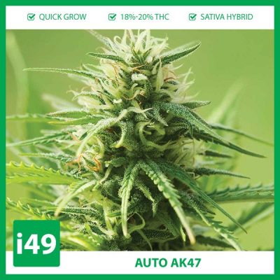 Buy-Auto-AK-47-Strain-Seeds-Canada-400x400.jpg