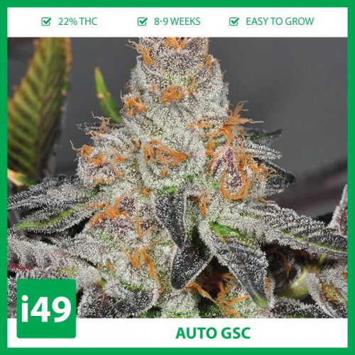 Weed Seeds Canada is your buy marijuana seeds online solution! Get autoflower cannabis seeds, feminized seeds and cbd seeds. I49 Seed Bank 1-888-544-4949

https://weed-seeds.ca/product/auto-girl-scout-cookies-fem/