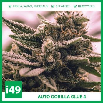 Buy-Auto-Gorilla-Glue-4-Cannabis-Seeds-For-Sale-350x350.jpg