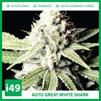 Buy-Auto-Great-White-Shark-Cannabis-Seeds-For-Sale-2-350x350.jpg