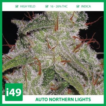 Buy-Auto-Northern-Lights-Strain-Cannabis-Seeds-For-Sale-350x350.jpg