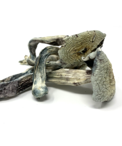 Buy-shrooms-Canada.png