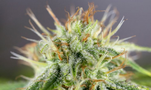 Cannabis-Flower-UK-1.jpg