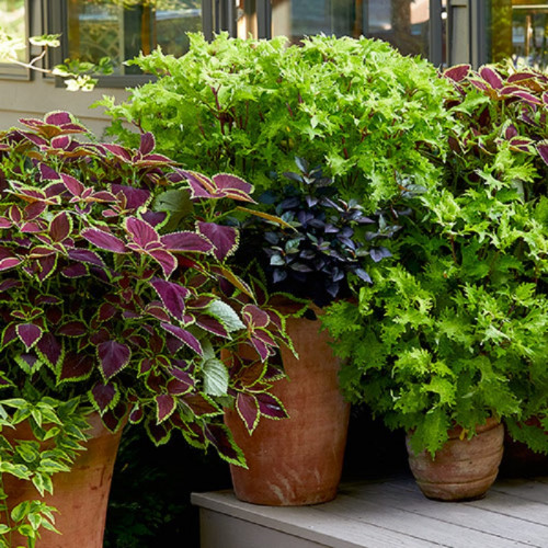 If you want to grow a Coleus Plant, learn the secret to grow it and root the plants from the magazine Garden Gate. You would love to see these cozy color combinations and leaf patterns blooming. https://www.gardengatemagazine.com/articles/how-to/divide/how-to-grow-coleus-from-cuttings/