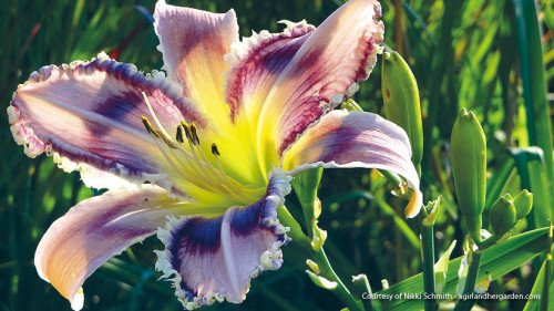 The growing guide Garden Gate mentions the steps to grow this so colorful perennial Daylily. It presents a magnificent display of versatile colors which gardener would always feel proud. https://www.gardengatemagazine.com/articles/flowers-plants/plant-guide/how-to-grow-great-daylilies/