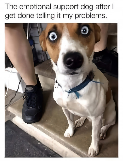 Dog-Meme.jpg