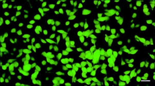 GFP-cells.jpg