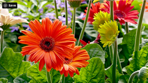 Gerbera Daisy is a beauty that you will not tend to ignore and would want to see the same growing all the year. Follow the steps of Garden Gate magazine and get the secret to growing them again without the need to buy more seeds. https://www.gardengatemagazine.com/articles/how-to/start-seeds/how-to-grow-better-gerbera-daisies/