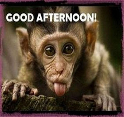 Good-afternoon-monkey-sticking-tongue-out.jpg