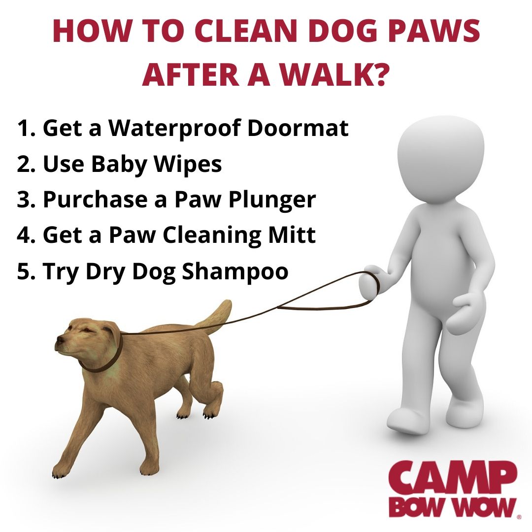 How to clean Dog Paws after a Walk? Gifyu
