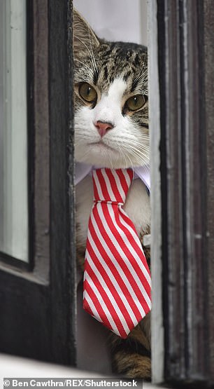 Julian-Paul-Assange-Cat.jpg