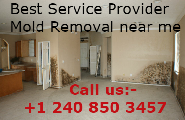 Mold-Remediation-Experts.png