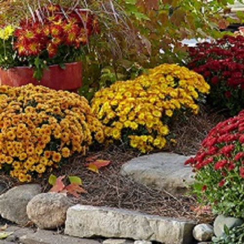 Mums-Flowers.jpg