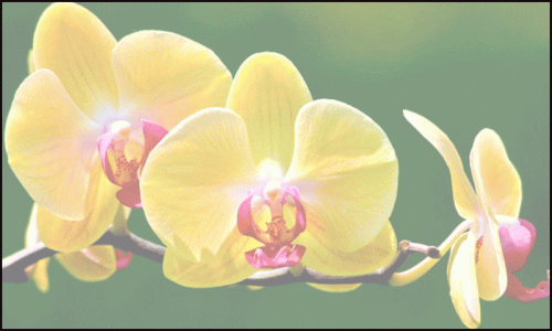 Orchid-Pots-for-Sale.gif