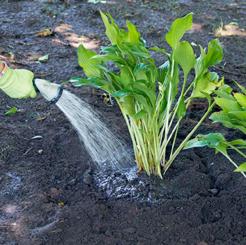 Learn the proper way to water your Perennial Plants with the tips mentioned in the Garden Gate Magazine. These tips are very useful as little more or less water can damage your plants. https://www.gardengatemagazine.com/articles/how-to/water-feed/how-to-water-perennial-plants/