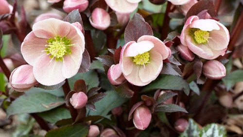 Pink-Flowers.jpg