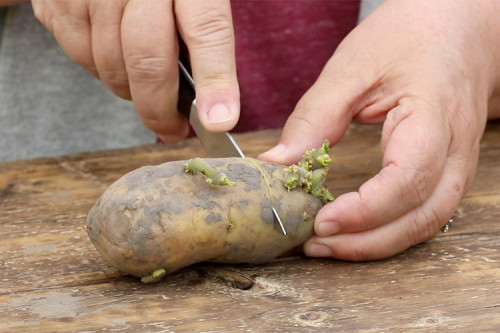 Potato-Plant.jpg