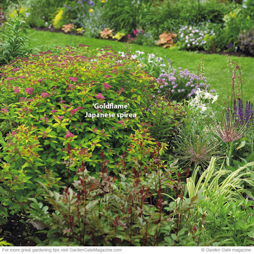 Find the helpful ways of Pruning Spirea. You can complete the pruning process without much hassle and perfectly well so that you can have its growth again quickly. https://www.gardengatemagazine.com/newsletter/2013/05/14/pruning-spirea/