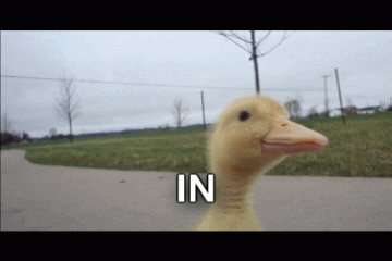 bL5ni.md.gif