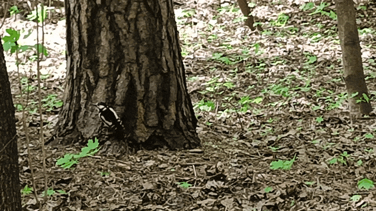 bL6o1.gif