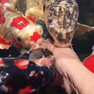 https://s4.gifyu.com/images/bLBWk.gif