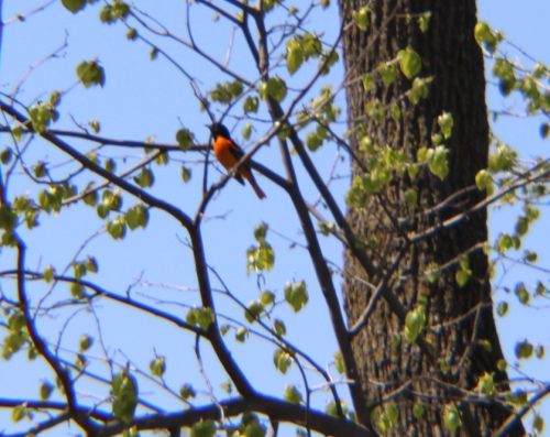 oriole