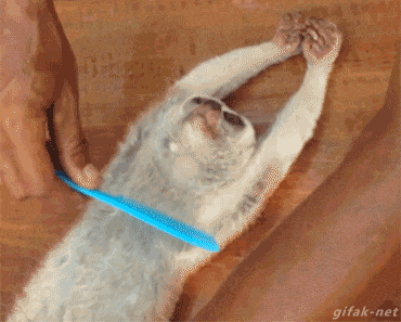 https://s4.gifyu.com/images/bLPpd.gif