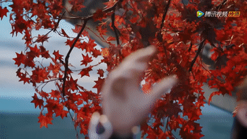 bLfmj.gif