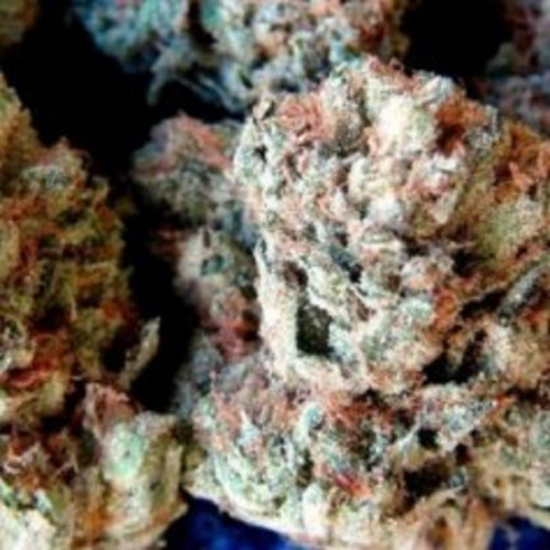 Sativa strain - Order Sativa weed strain online from Bud Party UK. We make sure that all our products are 100% premium and organic for you to have the best experience possible.

Click Here:- https://budpartyuk.com/product-category/sativa/

We specialize in growing and supplying bulk Medical marijuana strains, vape pen oil cartridges from top brands, top shelf concentrates such as Wax, Shatter, Hash, Budder and great Weed Edibles. BudParty UK provides a safe responsible access to top Marijuana Products for adults.

Contact Us

Address : London, UK
Email : sales@budpartyuk.com