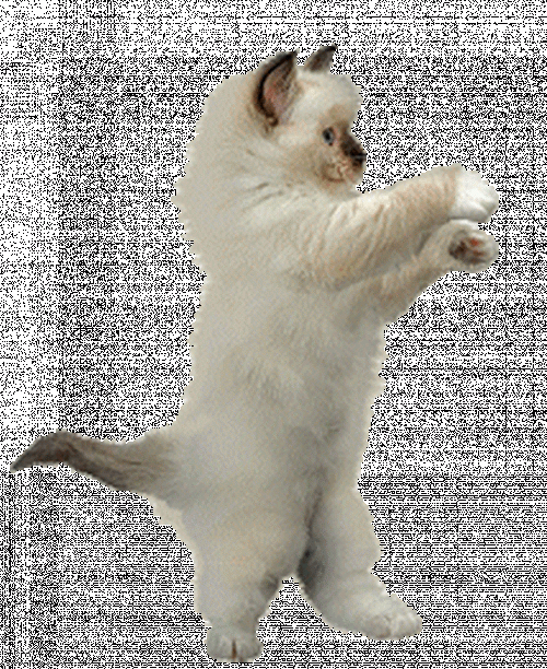 dancing cat 18