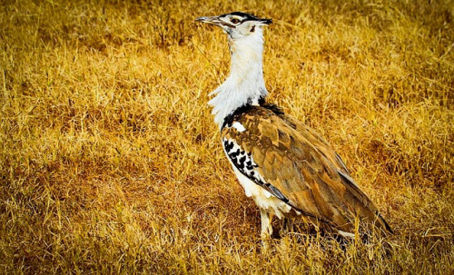 kori-bustard-280512_640.jpg