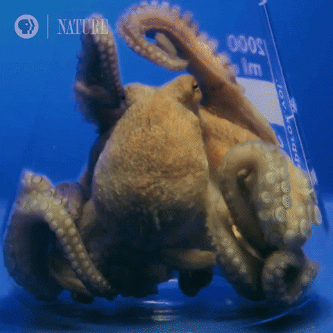 octopus2
